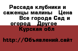 Рассада клубники и саженцы малины › Цена ­ 10 - Все города Сад и огород » Другое   . Курская обл.